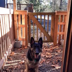 Bridge Of The Paws