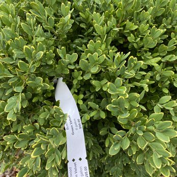 Speedy Landscaping - a hand holding a plant with a white label on it - Snow Removal Near Me Speedy Landscaping - a hand holding a plant with a white label on it - Snow Removal Near Me