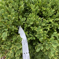 Speedy Landscaping
