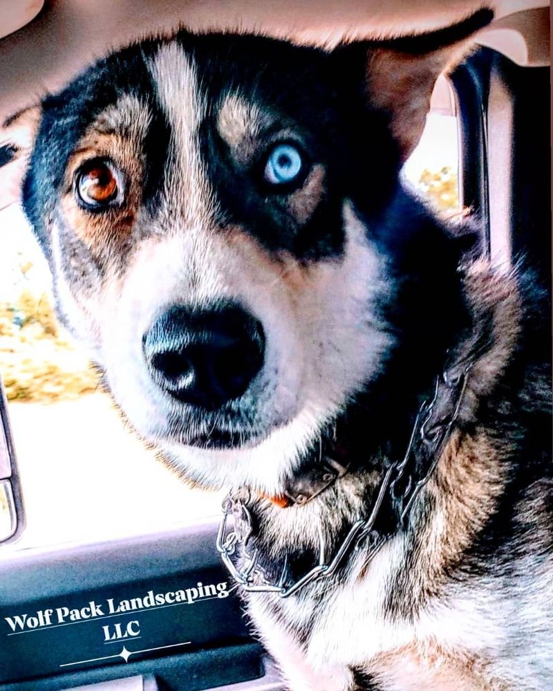 Wolf Pack Landscaping - tree service in Louisville, KY