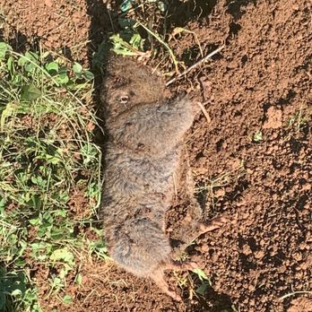 Landcare Mole and Gopher - a dead animal on the ground - Landscaping Near Me Landcare Mole and Gopher - a dead animal on the ground - Landscaping Near Me