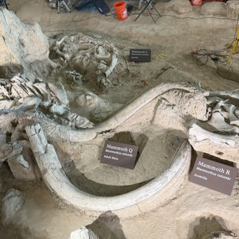 Waco Mammoth National Monument - Museums Near Me - Waco, Texas