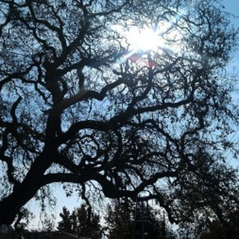 Arbor Day Tree Care - Landscaping Near Me - Novato, California Arbor Day Tree Care - Landscaping Near Me - Novato, California