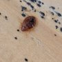 Green Giant Pest Control
