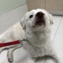 Photo of 5 Points Companion Animal Hospital