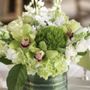 Photo of Bonavista Flowers