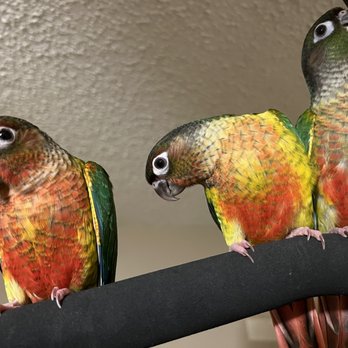 Best Beaks - Pet Breeders Near Me Best Beaks - Pet Breeders Near Me