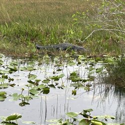 Anhinga Trail