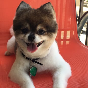 PetSmart - Fresh cut! - Pet Stores Near Me - Houston, Texas PetSmart - Fresh cut! - Pet Stores Near Me - Houston, Texas