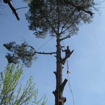 Green Sierra Landscaping - Tree Services Near Me - San Jose, California