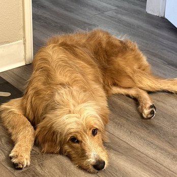 Mollies Groom Room - Pet Groomers Near Me - Concord, California