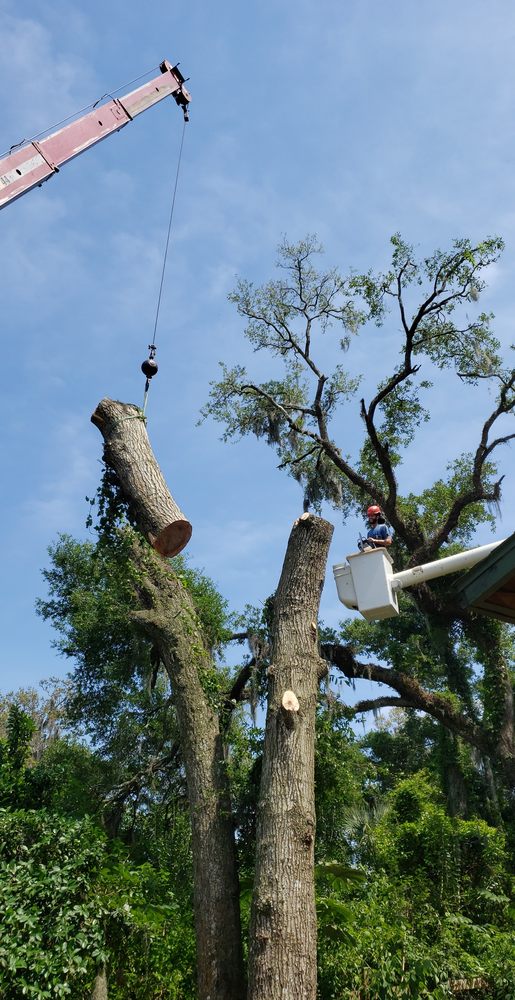 Forever Trees Tree Service Jacksonville Fl at John Kardos blog