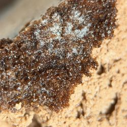 Monterey Cookhouse - More moldy cake