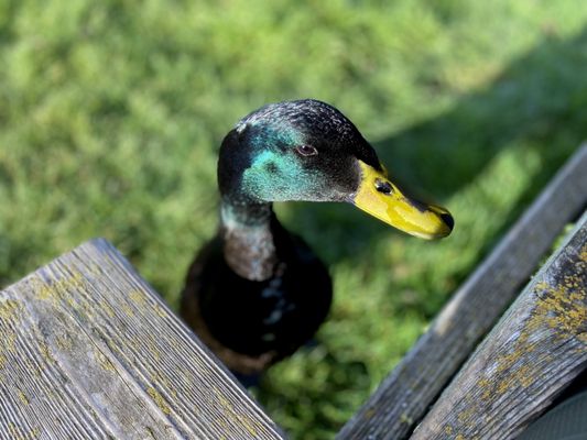 Marin French Cheese Co. by null