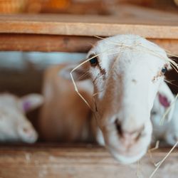 Plumper Farms - Sheep at Plumper Farms in Portland, Oregon