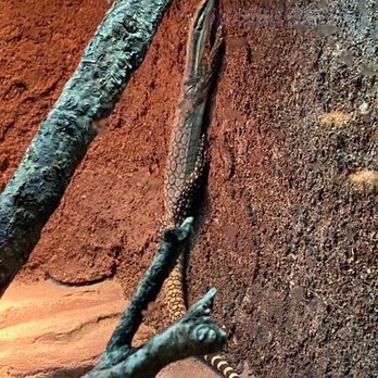 Audubon Zoo - Aquariums Near Me - New Orleans, Louisiana