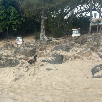 Turtle Beach - Rocks and a chicken on Turtle Beach - Beaches Near Me - Haleiwa, Hawaii