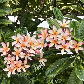 Orchids - Breakfast & Brunch Near Me - Honolulu, Hawaii Orchids - Breakfast & Brunch Near Me - Honolulu, Hawaii
