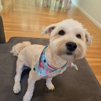 Lush Spaw - Pet Groomers Near Me - Santa Clara, California Lush Spaw - Pet Groomers Near Me - Santa Clara, California