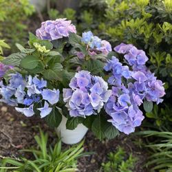Villa Monaco Apartments - Flowers
