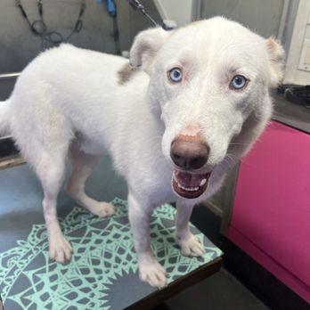 The Washed Paw - First time groom with this handsome guy! - Pet Groomers Near Me The Washed Paw - First time groom with this handsome guy! - Pet Groomers Near Me