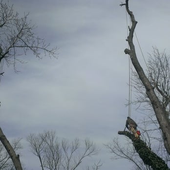 Big Oak Tree Service - Tree Services Near Me