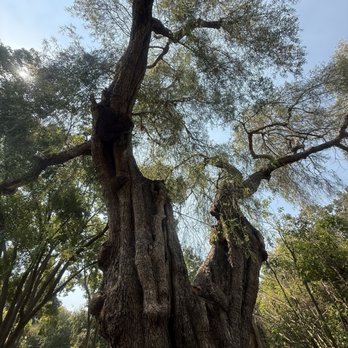Heritage Park - Majestic trees - Parks Near Me - Santa Fe Springs, California