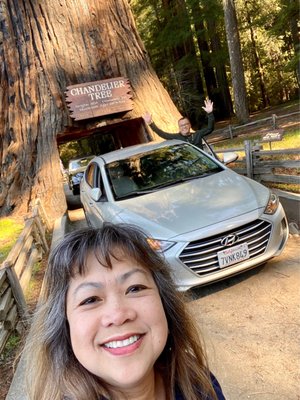 Drive-Thru Tree Park Leggett by null
