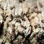 Photo of Weldon Termite & Pest Control