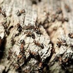 Weldon Termite & Pest Control - untitled
