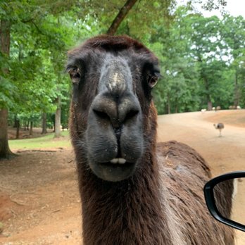 Lazy 5 Ranch - llama - Zoos Near Me - Mooresville, North Carolina