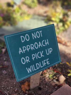 Red Butte Garden and Arboretum by null