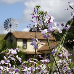 Price Historical Park - Wildflowers with Price House as Boken