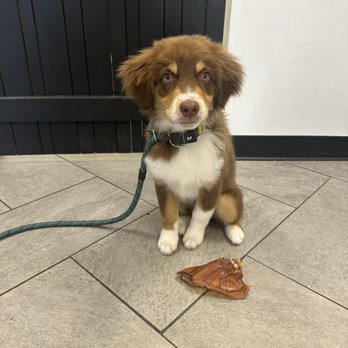 Hound & Cat - Post bath glow up! - Pet Stores Near Me - Draper, Utah Hound & Cat - Post bath glow up! - Pet Stores Near Me - Draper, Utah