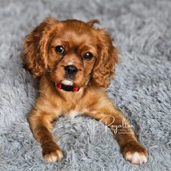 Royalton Cavaliers - Ruby Cavalier King Charles puppy