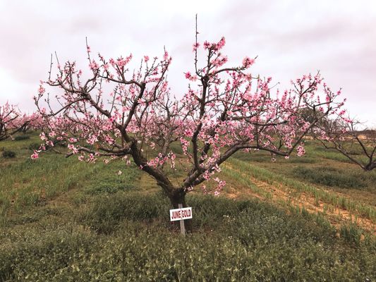Vogel Orchard by null