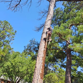 DJ'S Tree Service - I climb the trees too! - Tree Services Near Me - Terry, Mississippi DJ'S Tree Service - I climb the trees too! - Tree Services Near Me - Terry, Mississippi