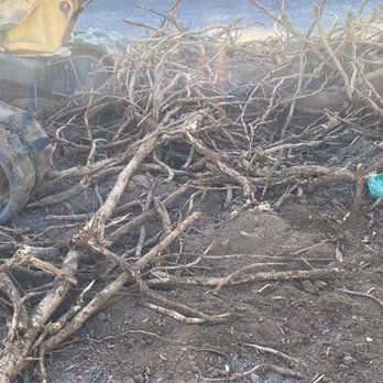 Alw Enterprises - every inch os foil has these roots covering them! - Nurseries & Gardening Near Me - Fresno, California Alw Enterprises - every inch os foil has these roots covering them! - Nurseries & Gardening Near Me - Fresno, California