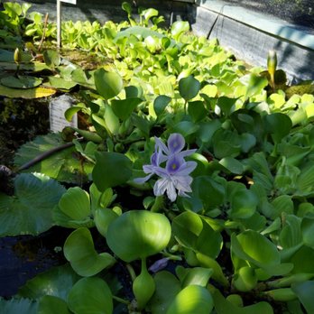 Upland Nursery - Water plants - Nurseries & Gardening Near Me - Orange, California Upland Nursery - Water plants - Nurseries & Gardening Near Me - Orange, California