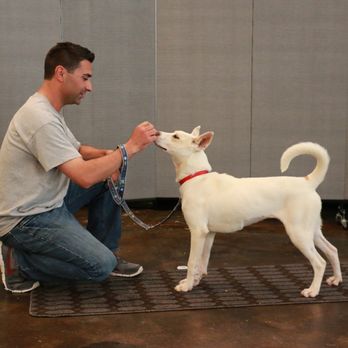 De Marinis Dog Training & Behavior - Teaching "Sit" at VSA for this little girl to get adopted! - Pet Training Near Me De Marinis Dog Training & Behavior - Teaching "Sit" at VSA for this little girl to get adopted! - Pet Training Near Me