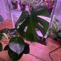 Exotic & Rare Plant Shop - Split leaf