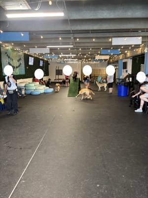 Snouts & Stouts - Dog Bar by null