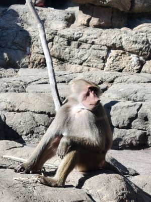 Prospect Park Zoo by null