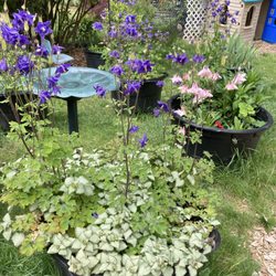 Eastgate Montessori Garden