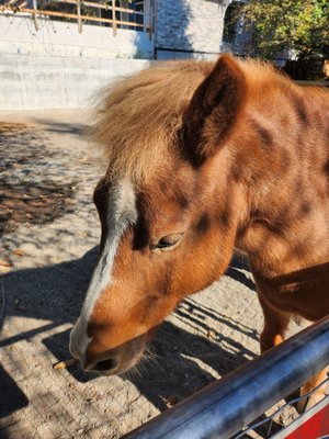 Maplewood Farm by null