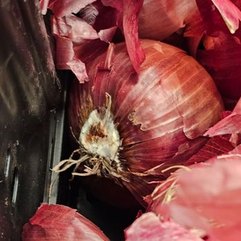 Walmart - Great place to find moldy onions. - Grocery Near Me - North Smithfield, Rhode Island Walmart - Great place to find moldy onions. - Grocery Near Me - North Smithfield, Rhode Island