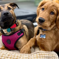 Dog Flower - Kota and Revy at Puppy Social