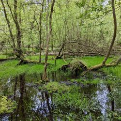 Woodland marsh, Southwood woods