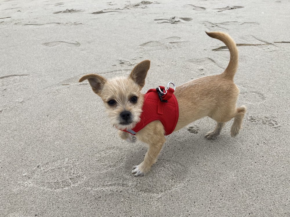 HOME FOR GOOD DOGS RESCUE Updated September 2024 102 Photos & 354