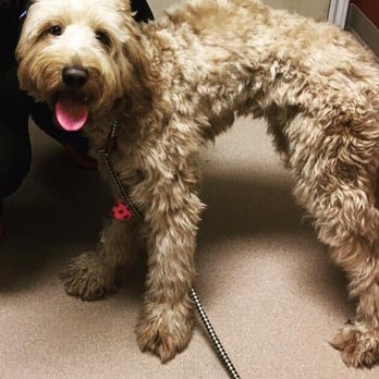 Chaneke's dog grooming - Before his cut... - Pet Groomers Near Me - Houston , Texas Chaneke's dog grooming - Before his cut... - Pet Groomers Near Me - Houston , Texas